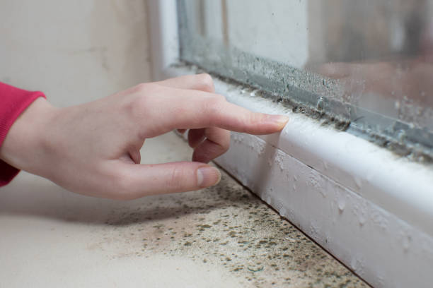 Best Environmental Consulting for Mold Prevention  in Vanceburg, KY